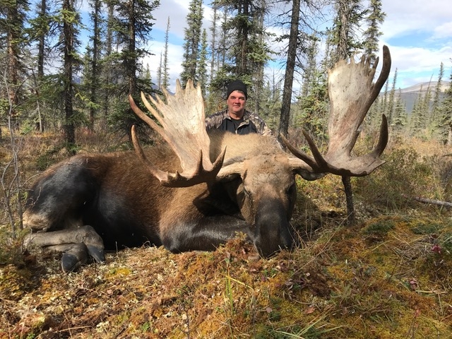 Alaska/Yukon Moose